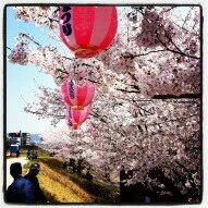 Mankai – Fully Opened Cherry Blossoms