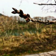 Warm Weather Stirring the Cherry Blossoms