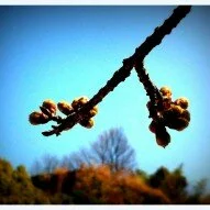 Warm Weather Should Speed Up Cherry Blossom Blooming
