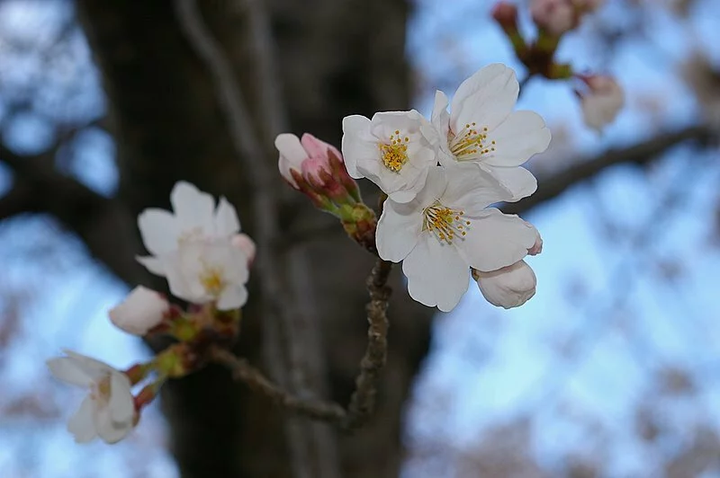 Cherry Blossoms Day 4