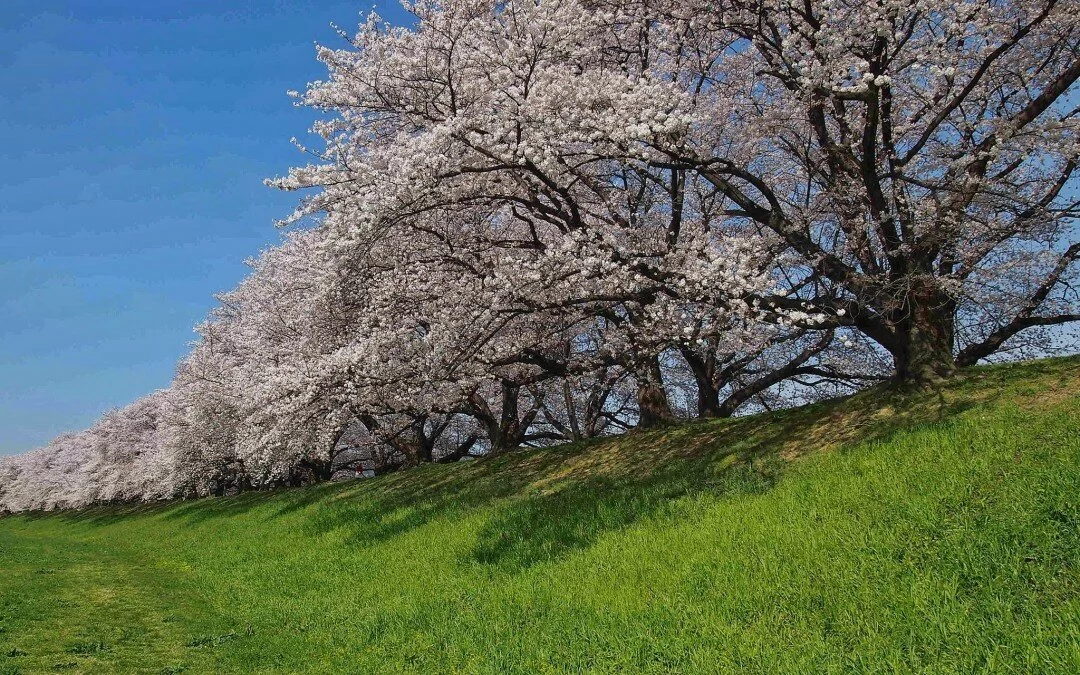 Sewari Park in Yawata is the #1 Cherry Blossom Viewing Place in Kansai