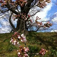 Osaka and Kyoto Cherry Blossom Report