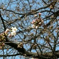 Kyoto Cherry Blossoms Just Starting to Open