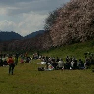 Cherry Blossoms at 50%